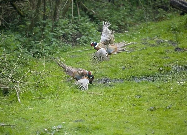 Common Pheasants - males fighting over territory and females - Oxon - UK