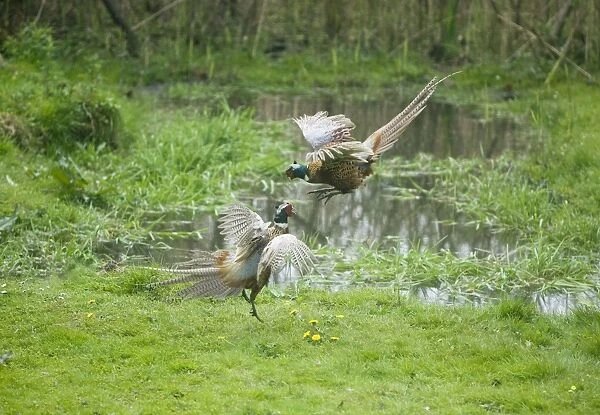 Common Pheasants - males fighting over territory and females - Oxon - UK