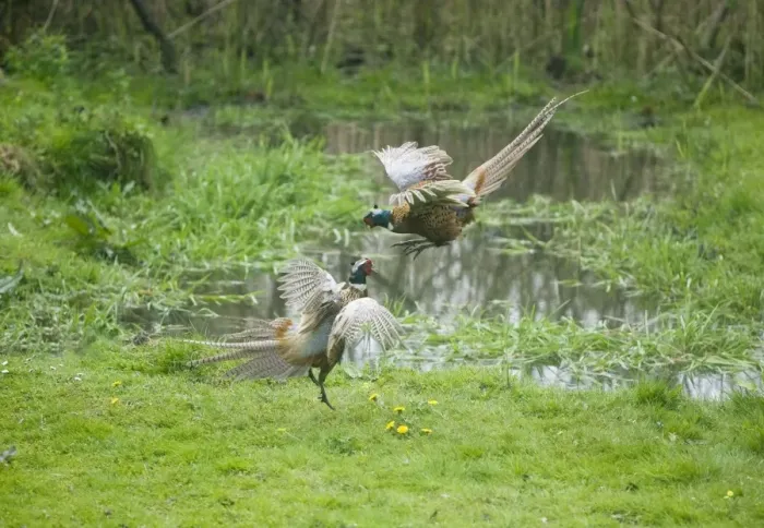 Framed Print : Common Pheasants - males fighting over territory and females - Oxon - UK Framed Print : Common Pheasants - males fighting over territory and females - Oxon - UK