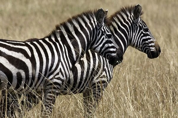 Common  /  Plains  /  Burchell's Zebra. Maasai Mara - Kenya
