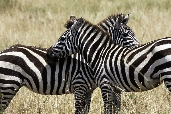 Common  /  Plains  /  Burchell's Zebra Maasai Mara - Kenya