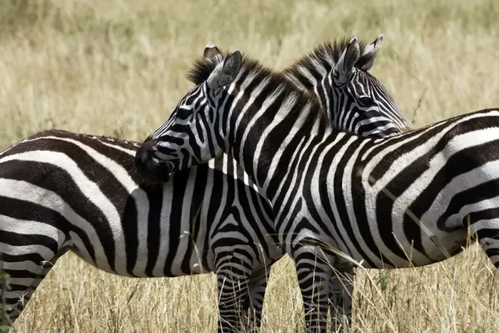 Framed Print : Common / Plains / Burchell's Zebra Maasai Mara - Kenya Framed Print : Common / Plains / Burchell's Zebra Maasai Mara - Kenya