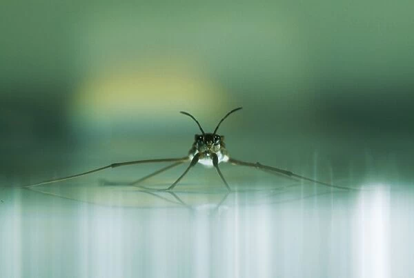 Common Pond SKATER - on water surface