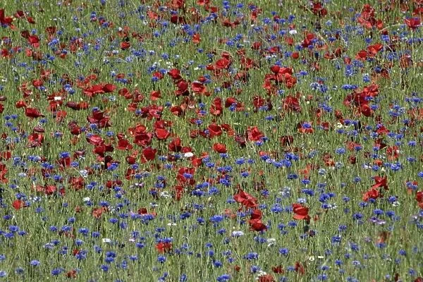 Common Poppies and Cornflower - Flowering in meadow Isle of Texel, Holland
