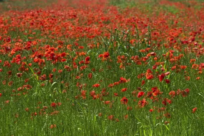 Framed Print : Common Poppies - a field of poppies in June, Oxfordshire, England Framed Print : Common Poppies - a field of poppies in June, Oxfordshire, England