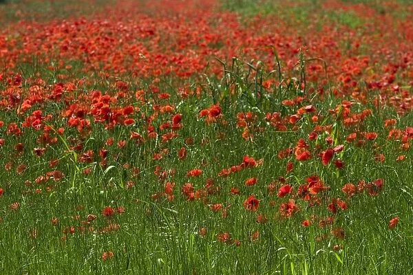 Common Poppies - a field of poppies in June, Oxfordshire, England