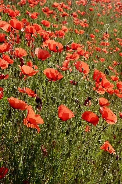 Common poppies - mass. Alsace - France