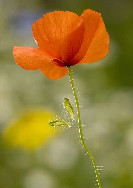Common Poppy or Field Poppy ( Papaver rhoeas ), with fallen sepals. Widespread cornfield weed. Dorset
