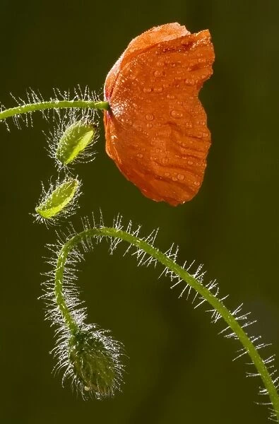 Common Poppy or Field Poppy (Papaver rhoeas) flower and bud, after rain. Cornfield, Dorset
