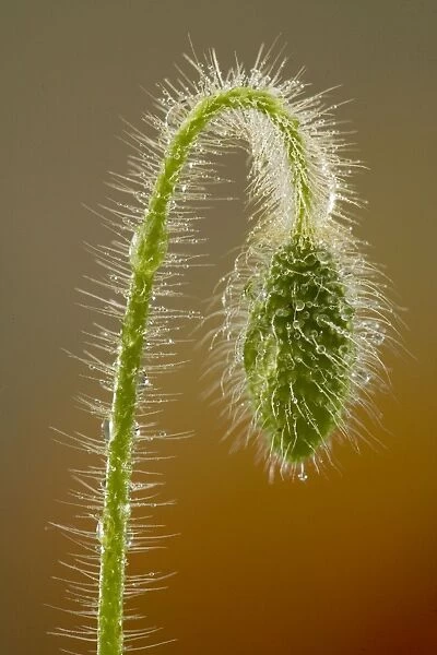 Common Poppy or Field Poppy ( Papaver rhoeas ) - nodding bud, with dew drops. Widespread cornfield weed. Dorset