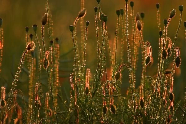 Common Poppy- flower bud and seed heads in evening light, Lower Saxony, Germany