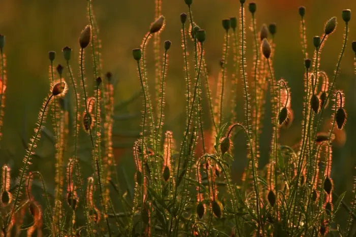Framed Print : Common Poppy- flower bud and seed heads in evening light, Lower Saxony, Germany Framed Print : Common Poppy- flower bud and seed heads in evening light, Lower Saxony, Germany