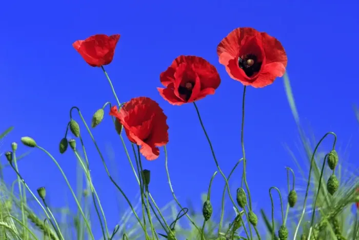 Framed Print : Common Poppy- flowering against a blue sky, Lower Saxony, Germany Framed Print : Common Poppy- flowering against a blue sky, Lower Saxony, Germany