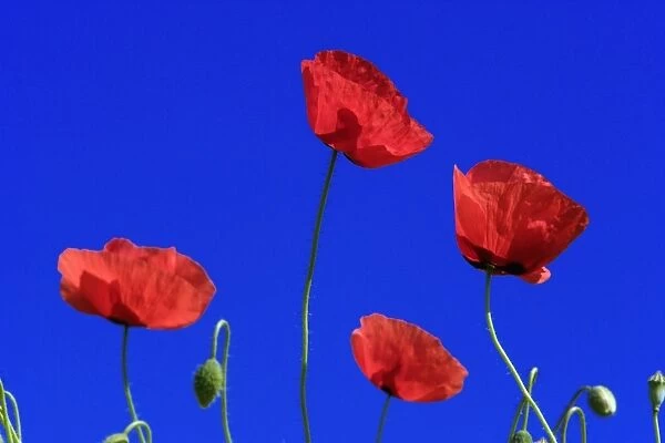 Common Poppy-flowering against a blue sky, Lower Saxony, Germany