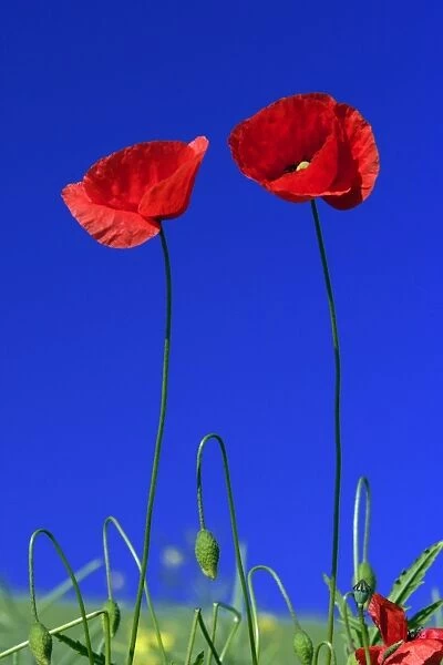 Common Poppy- flowering against a blue sky, Lower Saxony, Germany