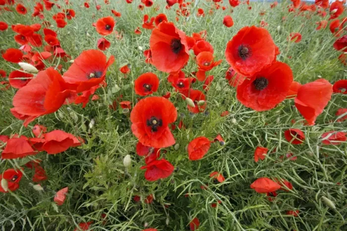 Framed Print : Common Poppy - growing in oil seed rape crop - Lower Saxony - Germany Framed Print : Common Poppy - growing in oil seed rape crop - Lower Saxony - Germany