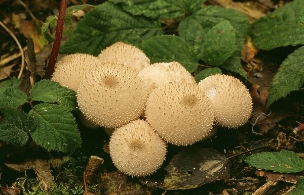 Common Puffball Fungi DAD 731 Lycoperdon perlatum © David Dixon  /  ARDEA LONDON