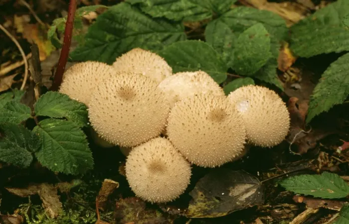 Framed Print : Common Puffball Fungi DAD 731 Lycoperdon perlatum © David Dixon / ARDEA LONDON Framed Print : Common Puffball Fungi DAD 731 Lycoperdon perlatum © David Dixon / ARDEA LONDON