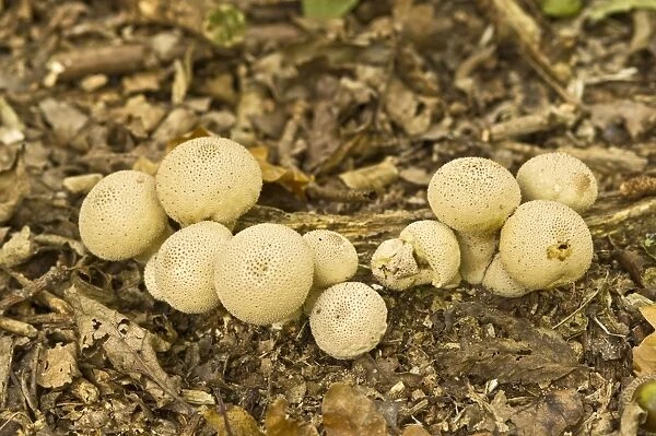 Common Puffball - growing on woodland floor - Lincolnshire - UK