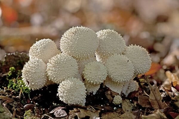 Common Puffballs - in deep shade - New Forest