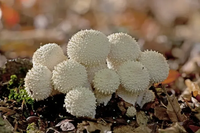 Framed Print : Common Puffballs - in deep shade - New Forest Framed Print : Common Puffballs - in deep shade - New Forest