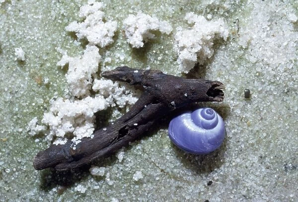 common purple Sea Snail - washed up on beach - Queensland Australia