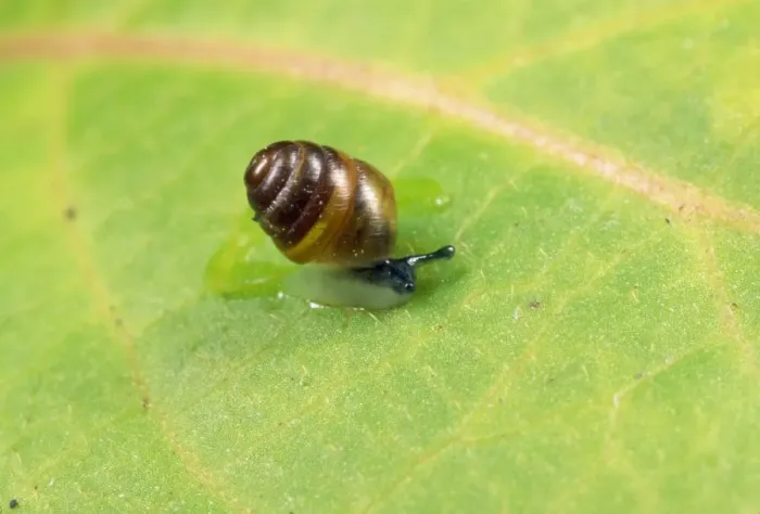 Framed Print : Common Pygmy Snail - 2mm in length - UK Framed Print : Common Pygmy Snail - 2mm in length - UK