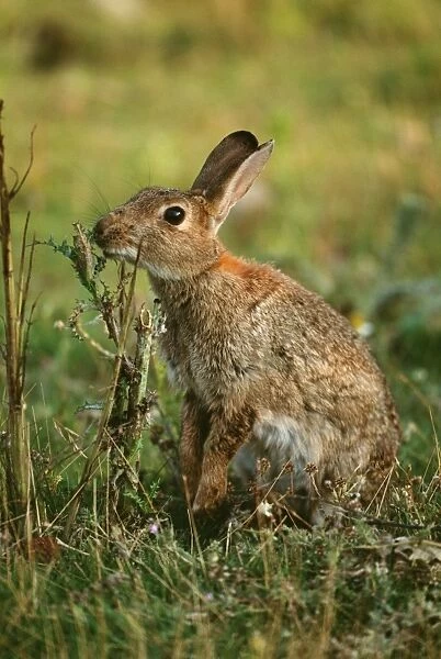 Common Rabbit UK