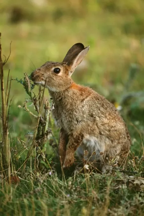 Framed Print : Common Rabbit UK Framed Print : Common Rabbit UK
