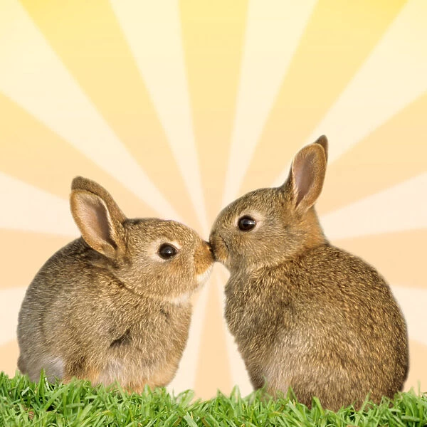 Common Rabbit, two young kissing in front of yellow sunburst