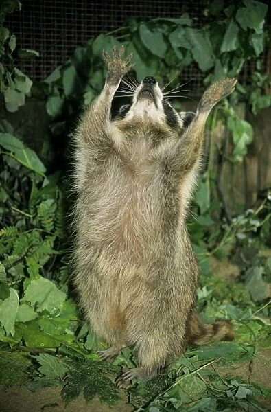 Common Raccoon, adult female; begging for fruits; Zoo in Ekaterinburg, Urals, Russia; autumn Ur37. 1658