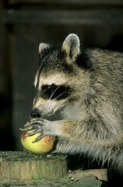 Common Raccoon, adult female; eating an apple; Zoo in Ekaterinburg, Urals, Russia; autumn Ur37. 1719