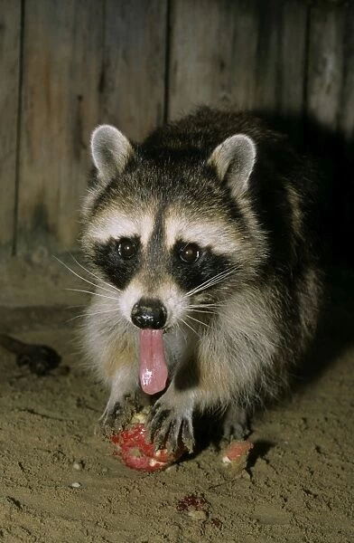 Common Raccoon, adult female; eating an apple; Zoo in Ekaterinburg, Urals, Russia; autumn Ur37. 1672