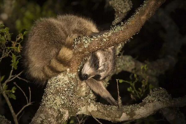 Common Raccoon - sleeping - Red Corral Ranch - Texas