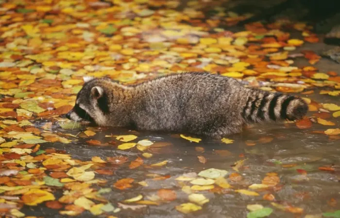 Framed Print : Common Racoon SM 1602 Drinking Procyon lotor © Stefan Meyers  /  ARDEA LONDON