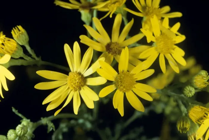 Framed Print : Common Ragwort Framed Print : Common Ragwort