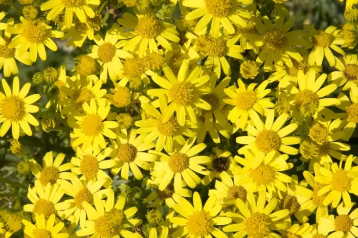 Framed Print : Common Ragwort - a mass of flowers, England, UK Framed Print : Common Ragwort - a mass of flowers, England, UK