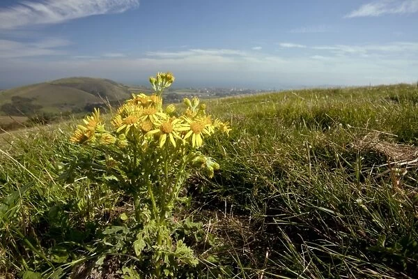 Common Ragwort - on purbeck hills - Wide angle lens to show background - Dorset