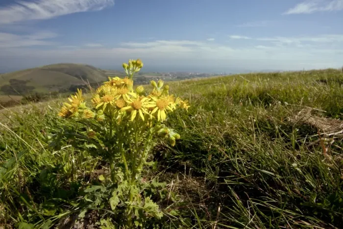 Framed Print : Common Ragwort - on purbeck hills - Wide angle lens to show background - Dorset Framed Print : Common Ragwort - on purbeck hills - Wide angle lens to show background - Dorset