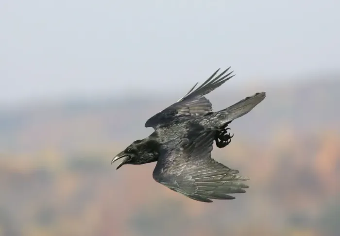 Framed Print : Common Raven - Ravens are found mainly in mountainous areas but have been expanding their range in recent years. They typically nest on cliffs in the east where this was photographed in southern Connecticut Framed Print : Common Raven - Ravens are found mainly in mountainous areas but have been expanding their range in recent years. They typically nest on cliffs in the east where this was photographed in southern Connecticut
