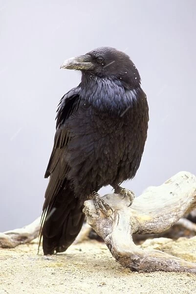 Common Raven - in snow, Yellowstone National Park, Wyoming, USA