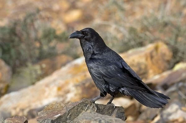 Common Raven - subspecies tingitanus - Fuerteventura - Canary Islands