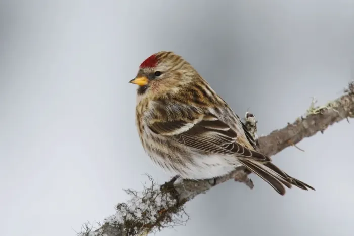 Framed Print : Common Redpoll Framed Print : Common Redpoll