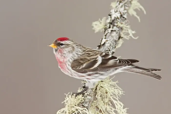 Framed Print : Common Redpoll - Maine - USA - in February Framed Print : Common Redpoll - Maine - USA - in February