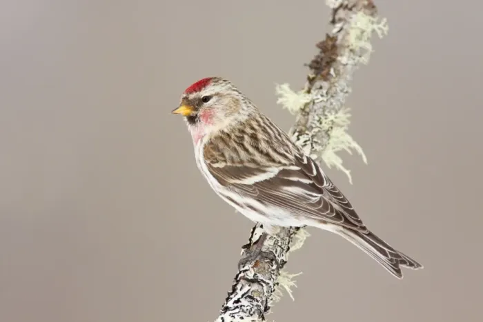 Framed Print : Common Redpoll - Maine - USA - in February Framed Print : Common Redpoll - Maine - USA - in February
