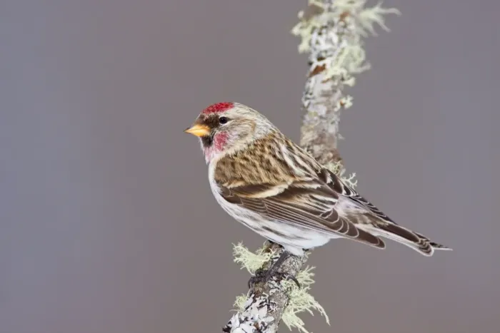 Framed Print : Common Redpoll - Maine - USA - in February Framed Print : Common Redpoll - Maine - USA - in February