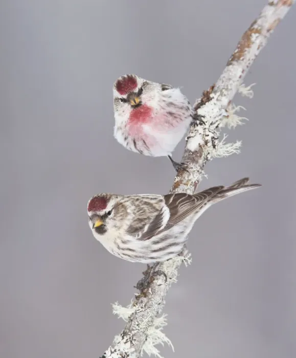 Framed Print : Common Redpoll - Maine - USA - February Framed Print : Common Redpoll - Maine - USA - February