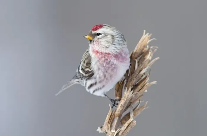 Framed Print : Common Redpoll - Maine - USA - February Framed Print : Common Redpoll - Maine - USA - February