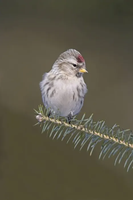 Framed Print : Common Redpoll in winter Framed Print : Common Redpoll in winter