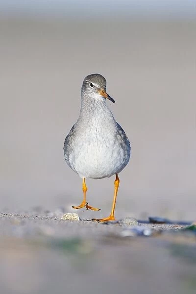 Common Redshank - Face on ground-level perspective of bird walking along sandy beach - Cleveland - UK
